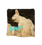Doggy Dohtzai（個別スタンプ：1）