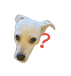 Doggy Dohtzai（個別スタンプ：2）
