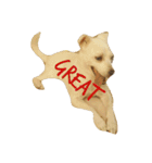 Doggy Dohtzai（個別スタンプ：3）