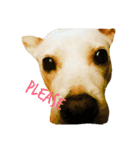 Doggy Dohtzai（個別スタンプ：4）