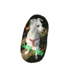Doggy Dohtzai（個別スタンプ：7）