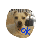 Doggy Dohtzai（個別スタンプ：8）