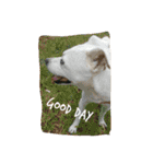 Doggy Dohtzai（個別スタンプ：11）