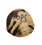 Doggy Dohtzai（個別スタンプ：13）