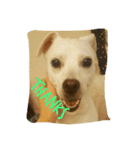 Doggy Dohtzai（個別スタンプ：18）