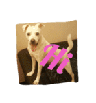 Doggy Dohtzai（個別スタンプ：19）