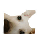 Doggy Dohtzai（個別スタンプ：24）