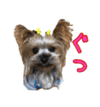 ヨーキーのトッポ君2（個別スタンプ：2）
