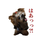 ヨーキーのトッポ君2（個別スタンプ：6）