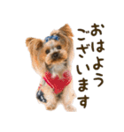 ヨーキーのトッポ君2（個別スタンプ：11）