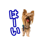 ヨーキーのトッポ君2（個別スタンプ：14）