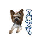 ヨーキーのトッポ君2（個別スタンプ：19）