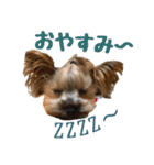 ヨーキーのトッポ君2（個別スタンプ：20）