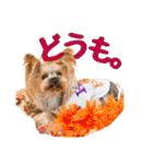 ヨーキーのトッポ君2（個別スタンプ：24）