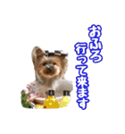 ヨーキーのトッポ君2（個別スタンプ：28）