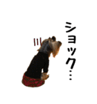ヨーキーのトッポ君2（個別スタンプ：36）