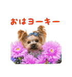 ヨーキーのトッポ君2（個別スタンプ：40）