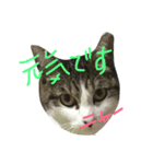 razusuta（個別スタンプ：1）
