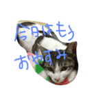 razusuta（個別スタンプ：8）