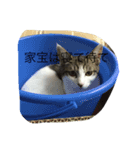 razusuta（個別スタンプ：11）
