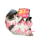 razusuta（個別スタンプ：16）