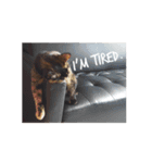 tortoiseshell Tigger（個別スタンプ：4）