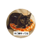 tortoiseshell Tigger（個別スタンプ：7）