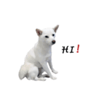 Sharni the Shiba（個別スタンプ：1）