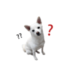 Sharni the Shiba（個別スタンプ：2）