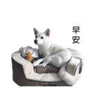 Sharni the Shiba（個別スタンプ：4）