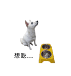 Sharni the Shiba（個別スタンプ：6）