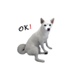 Sharni the Shiba（個別スタンプ：7）