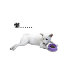 Sharni the Shiba（個別スタンプ：8）