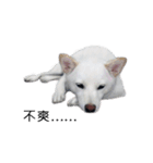 Sharni the Shiba（個別スタンプ：9）