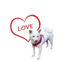 Sharni the Shiba（個別スタンプ：10）