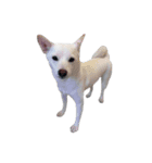 Sharni the Shiba（個別スタンプ：11）