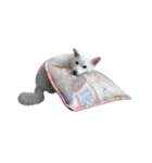 Sharni the Shiba（個別スタンプ：12）