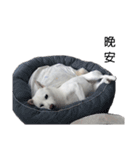 Sharni the Shiba（個別スタンプ：13）