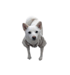 Sharni the Shiba（個別スタンプ：14）