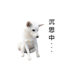 Sharni the Shiba（個別スタンプ：15）