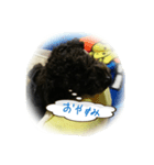 トイプードルのノヮル（個別スタンプ：5）