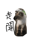 cat TT（個別スタンプ：1）