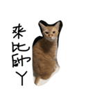 cat TT（個別スタンプ：2）