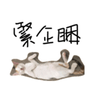 cat TT（個別スタンプ：5）