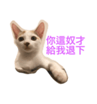 cat TT（個別スタンプ：7）