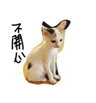 cat TT（個別スタンプ：8）