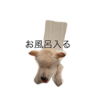 柴犬 大福の日常part2（個別スタンプ：1）