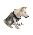 柴犬 大福の日常part2（個別スタンプ：4）