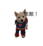 柴犬 大福の日常part2（個別スタンプ：5）
