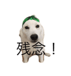 柴犬 大福の日常part2（個別スタンプ：6）